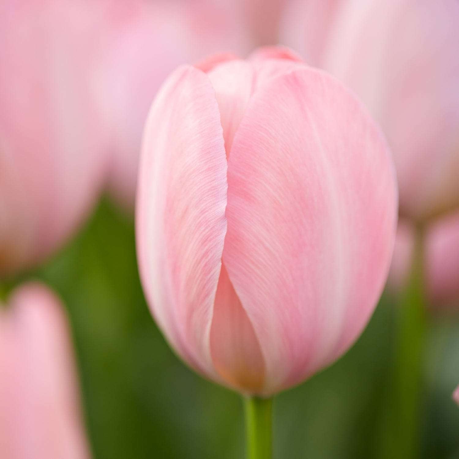 Tulipe 'Mystic van Eijk'